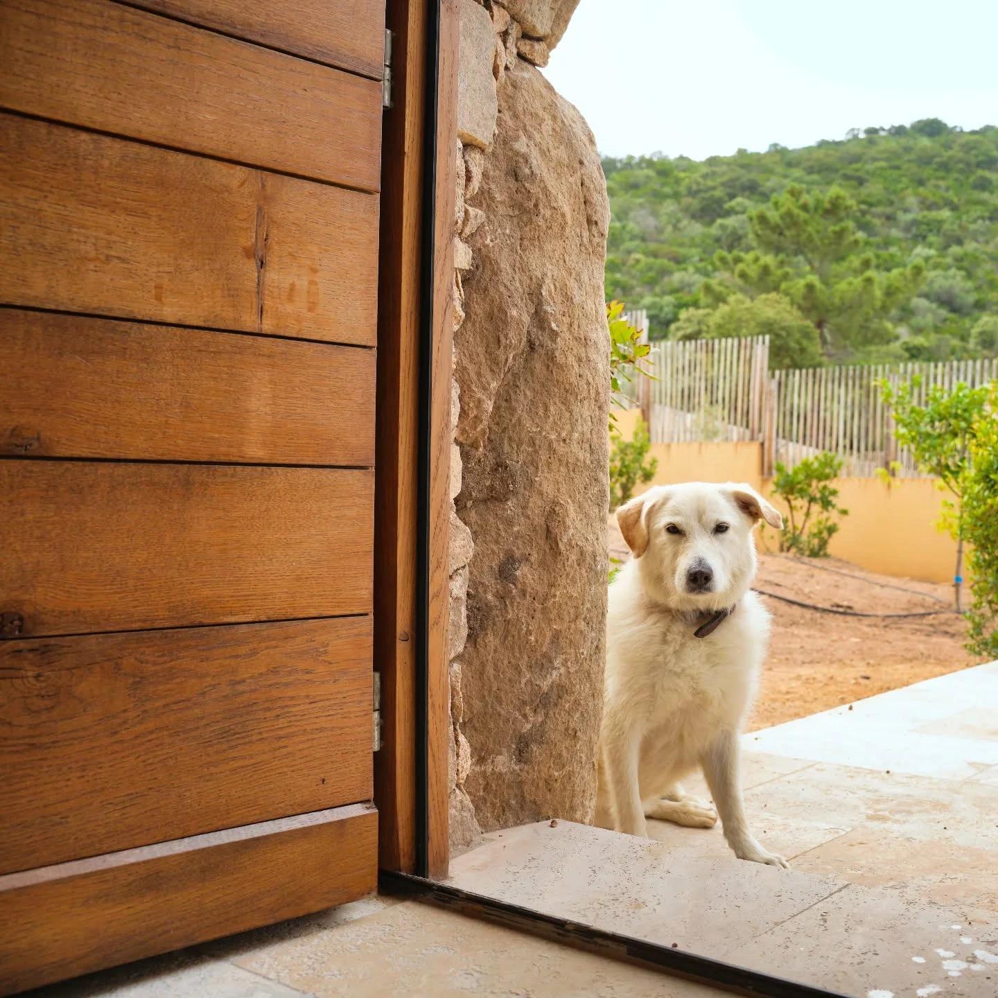 Chien devant une porte en bois dans un jardin méditerranéen