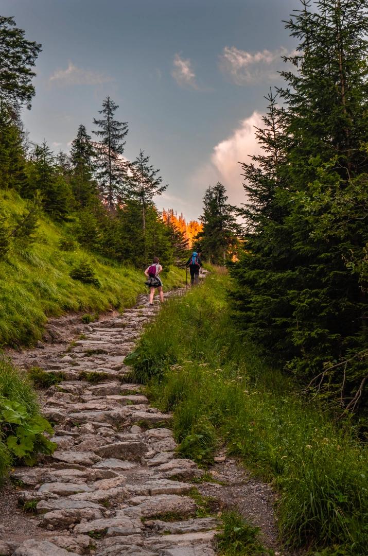Forêt de pins ensoleillée sur un sentier de randonnée corse