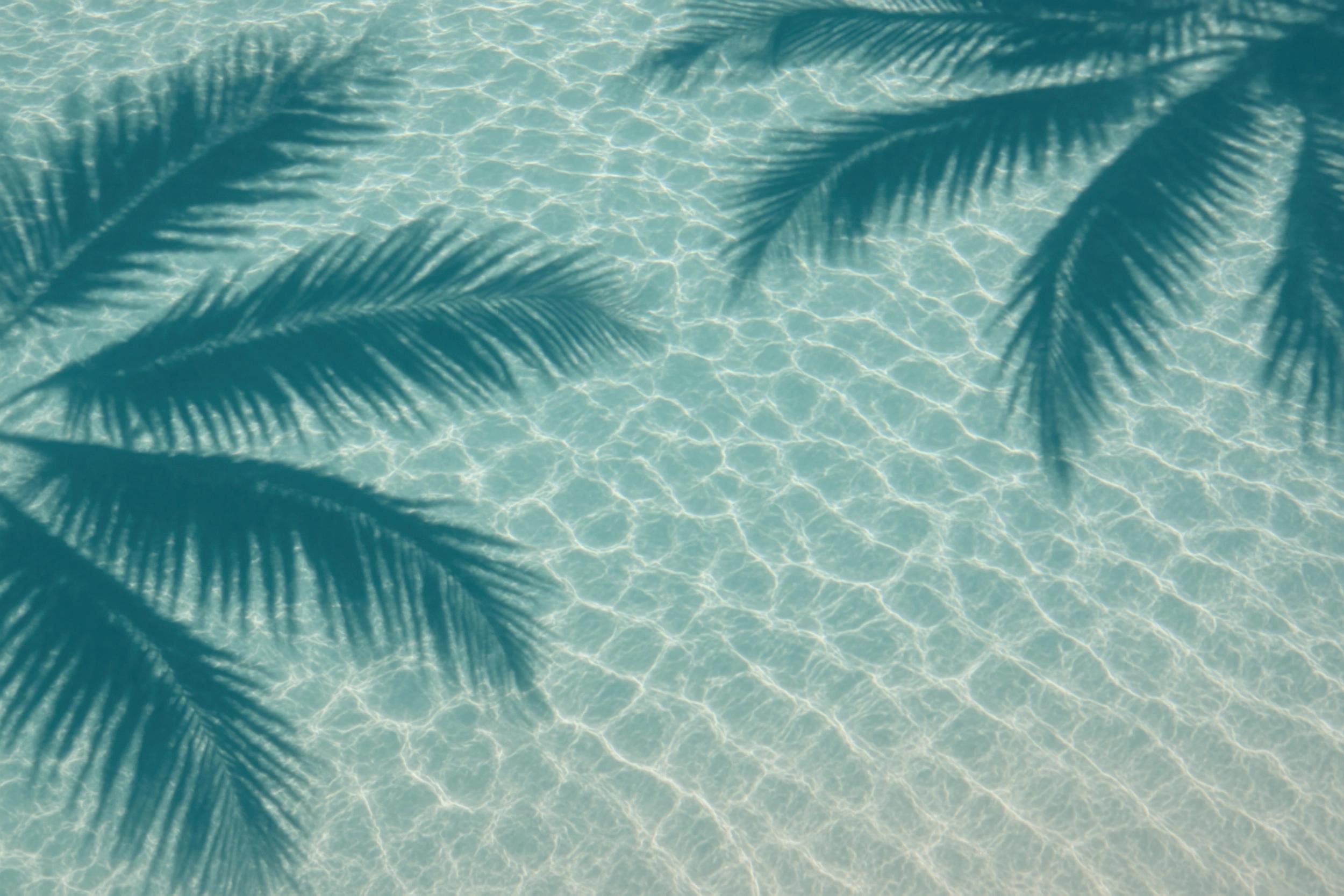 Reflets d’eau claire et palmiers en bord de mer corse