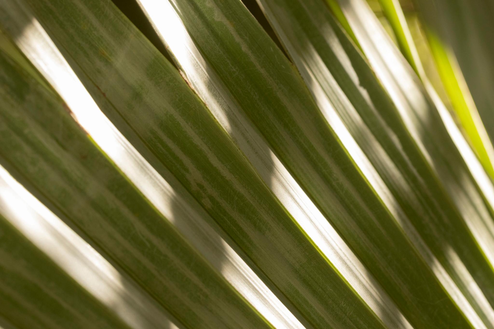 Feuilles de palmier éclairées par le soleil près de Vista Blu