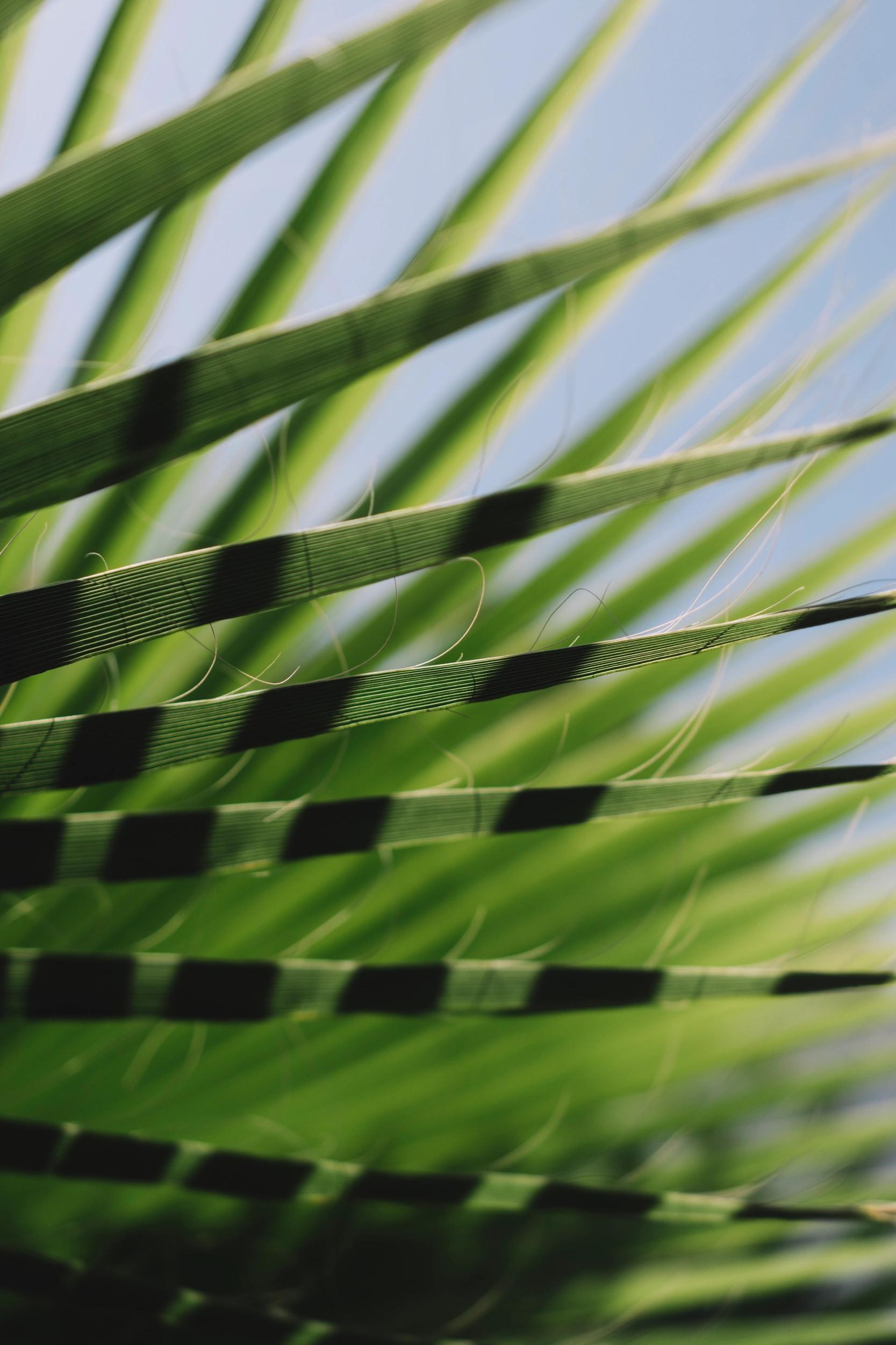 Feuilles de palmier éclairées par le soleil en Corse-du-Sud
