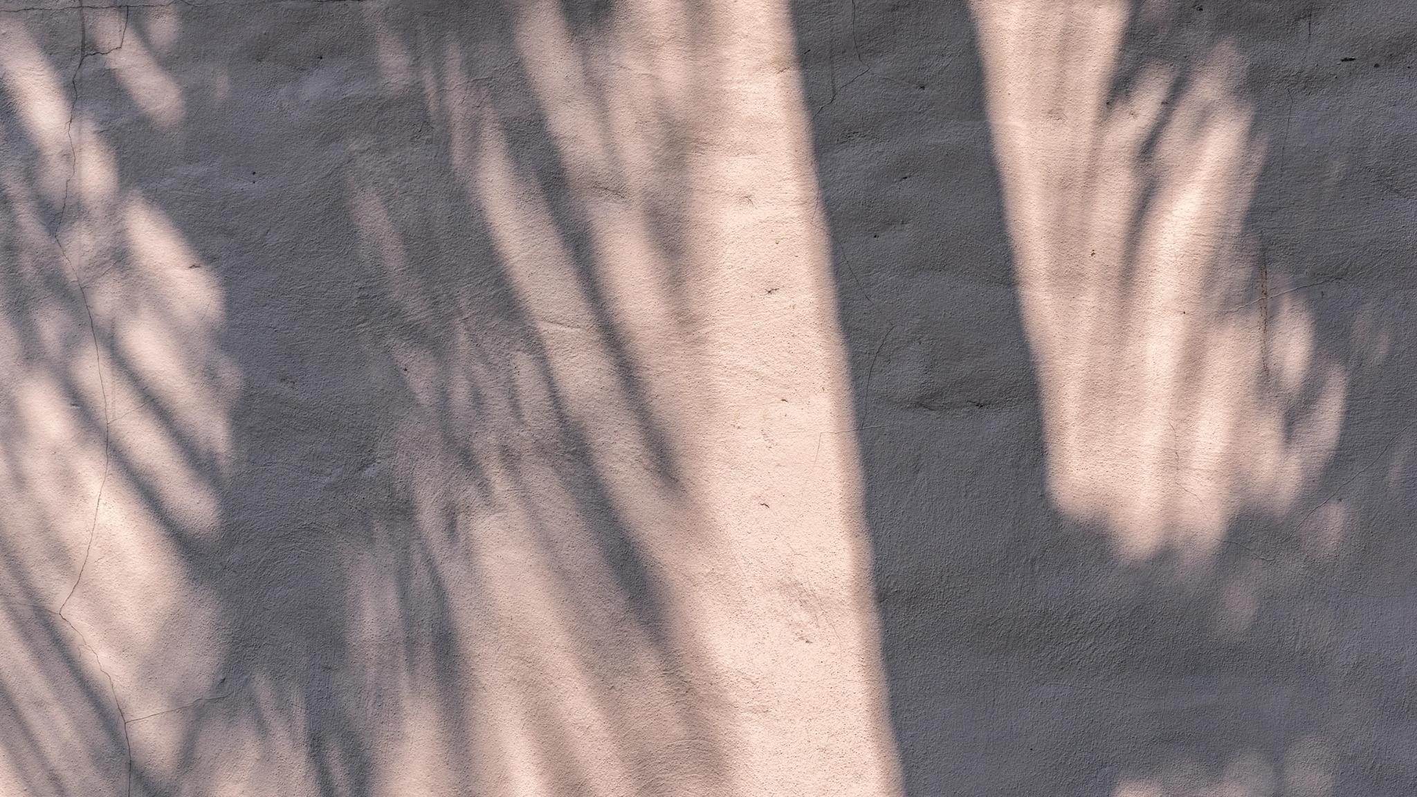 Ombres de feuillages sur un sol ensoleillé en Corse-du-Sud