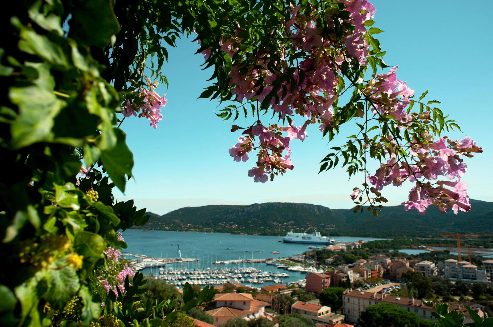 Vue de Porto-Vecchio avec fleurs au premier plan en Corse-du-Sud