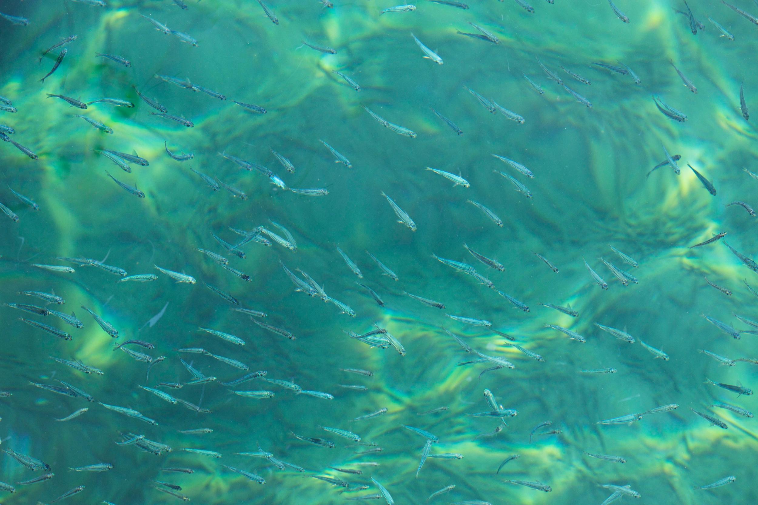 Banc de poissons visibles dans une eau turquoise en Corse-du-Sud
